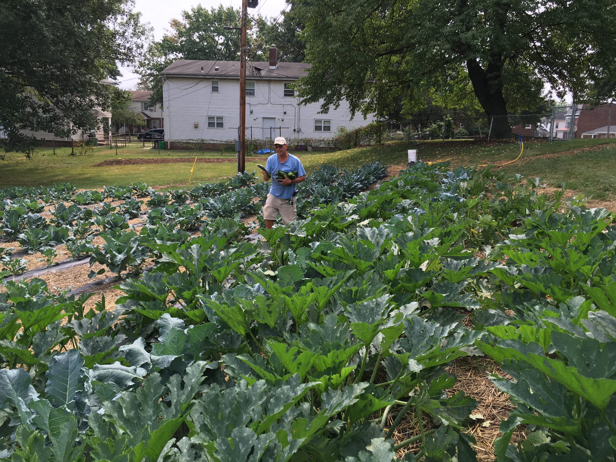 Harvesting zucchini. Sept. 2016.